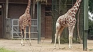 ケルン動物園