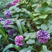 綺麗な花々が咲くガーデニング
