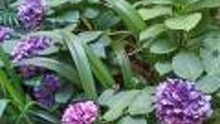 綺麗な花々が咲くアウトレット