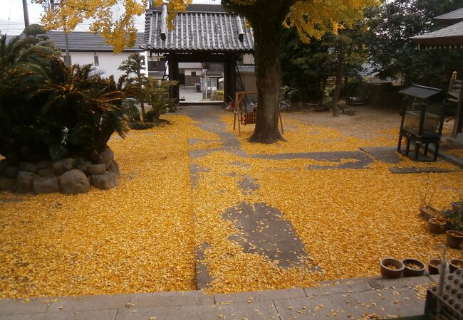 イチョウがきれいでした