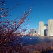 冬桜の花が満開で、高層ビルと調和