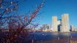 冬桜の花が満開で、高層ビルと調和