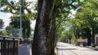 桜の時期に再訪したい！