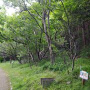 磐梯熱海温泉の裏にケヤキの山。