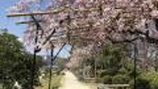 植物園とともに桜の名所