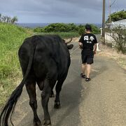 闘牛と散歩出来ます。