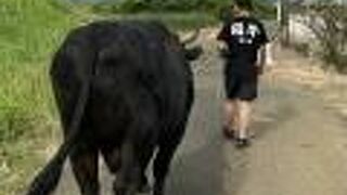 闘牛と散歩出来ます。