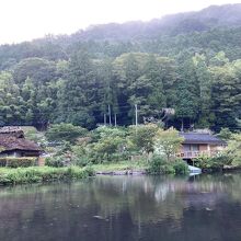 鯉が悠々と泳ぐ