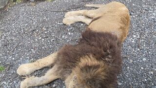 リアルな動物たちの世界にお邪魔。これは素晴らしい。