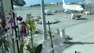 蘭の花でお出迎えされます。