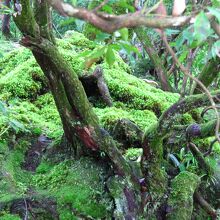 岩上の美しい苔群