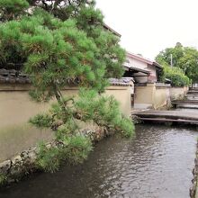 松の木の枝が好いアクセント