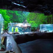 Aquarium with small to medium-sized fish and animals mainly from the southern hemisphere