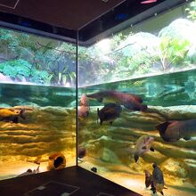 アマゾンゾーン / Amazon zone