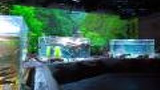 Aquarium with small to medium-sized fish and animals mainly from the southern hemisphere