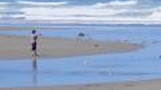 海岸でカワラヒワが見られました。