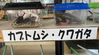 名の通りハイウェイの癒し　夏休み中はカブトムシ売っていました！