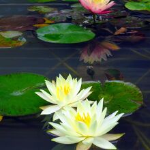 睡蓮 / Pygmy waterlily