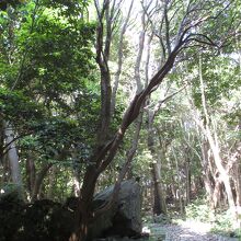 笠山コウライタチバナ自生地