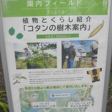 コタンの樹木案内プログラム案内の様子