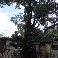 松月院ヒイラギの木