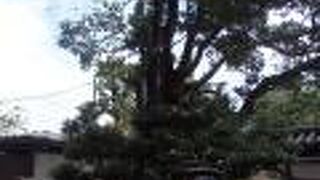 東京城探訪(4)・板橋散策で松月院に行きました