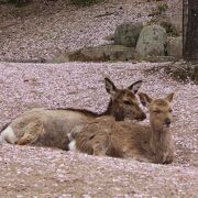 さくら