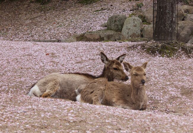 さくら