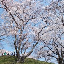 山頂付近の桜