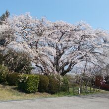 シダレザクラの大木