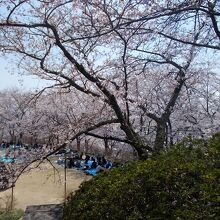 花見客でにぎわう水道広場