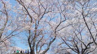 桜の名所　カタクリも