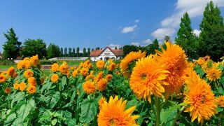 季節ごとに、色々な花畑を楽しめます!　ドイツの田舎を訪れた気分を味わえてGood!