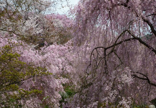 きれいな桜を腹一杯に見れる場所です