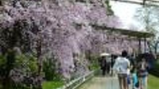 しだれ桜がとてもきれいな鴨川沿いの道