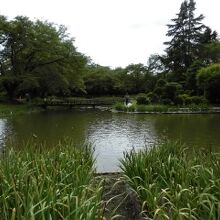 見ごろが終わったあやめと池