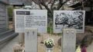 天蓋の松の写真