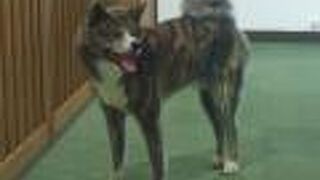 秋田犬に会える施設
