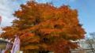 お土産購入にも。