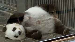 パンダのタンタンも可愛いです。遊園地はレトロです。