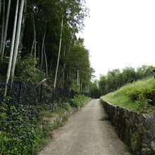 京都市洛西竹林公園の竹の径