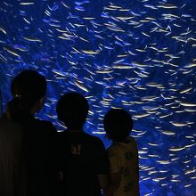 海の生き物を堪能できる