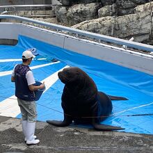 海の生き物のショーは必見