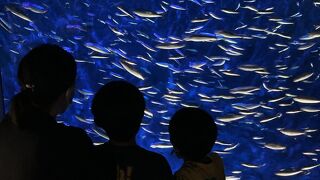 大分行ったならうみたまご