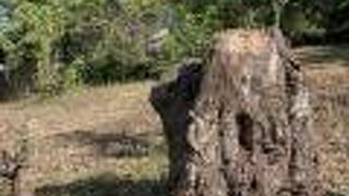 鳥の鳴き声も聞こえる