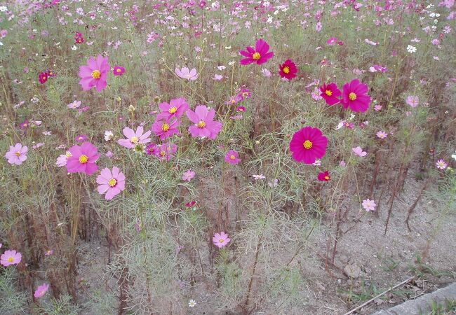 四季折々の花で埋め尽くされる