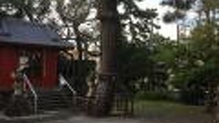 天女が舞い降りそうな神社