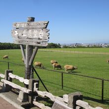 羊が近くで観れます