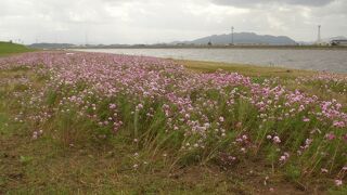 河川敷いっぱいのコスモス