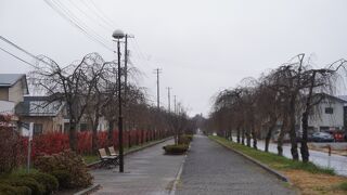 桜の木は意外に小ぶりです